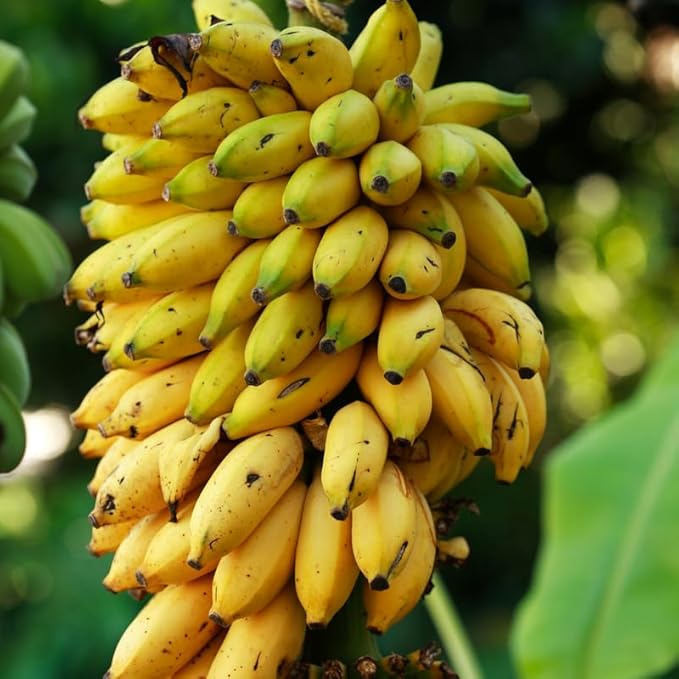 Truly Tiny Banana Plant Live for Planting, Banana Trees Live Plants for Outdoor Indoor Planting, Cold Hardy, 4-7" in Tall, No Pot, Musa Plant