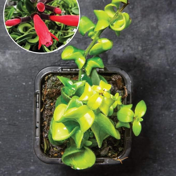 Curly Twister Lipstick Plans Live Houseplants in Pot, Aeschynanthus Red Flower Vine Décor Office, Desk Indoor Outdoor Growing