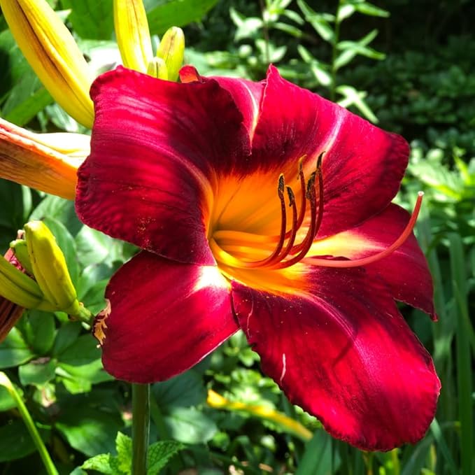 3 Red Daylily Bulbs for Planting, Reblooming Daylilies Bulbs, Perennial Flowers Bulbs