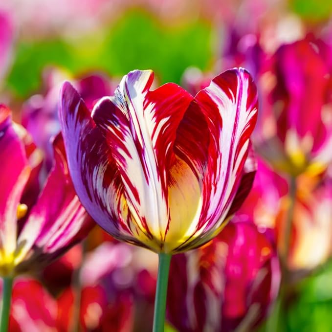 15 Mixed Tulip Bulbs for Fall Planting, Tulip Spring Flower Bulbs Perennial Outdoor, Colorful Blooms Groundcover Bulb
