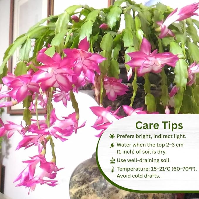 Set 2 Christmas Cactus Plants Live, Hanging Baskets Houseplants, Holiday Cactus Indoor Plants Live Well-Rooted 4-9" Tall, No Pot (Pink)