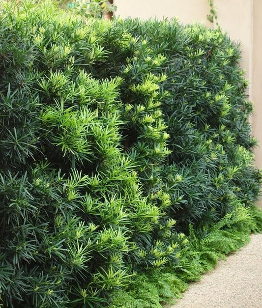 Podocarpus Japanese Yew | 3 Large Gallon Size Plants | Podocarpus Macrophyllus | Evergreen Shrub, Low Maintenance, Drought Tolerant, Privacy Screen Landscaping, Fast Growing, Ornamental Foliage