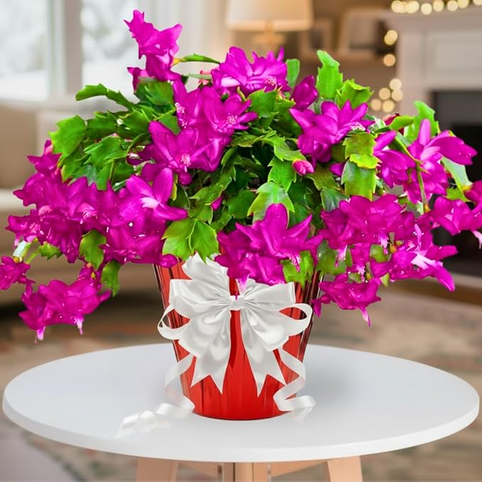 2 Pink Christmas Cactus Plants Live, True Thanksgiving Cactus Live Size 6-9" Inches Tall, Ready to Blooms, Holiday Houseplant, Cold Hardy, Bloom in Winter