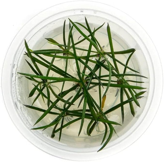 SubstrateSource Live Plant - Shoreweed (Littorella uniflora) - Foreground Rosette, Snail-Free in Vitro Aquarium Plant - Tissue Culture