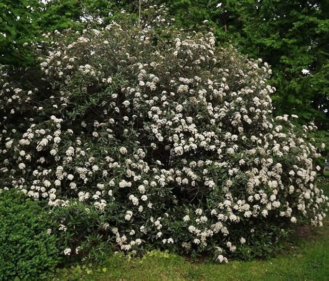 Four Pack of Pragense Viburnum - Evergreen Privacy Hedge - 4 Live Plants Shipped 2 to 3 Feet Tall by DAS Farms (No California)