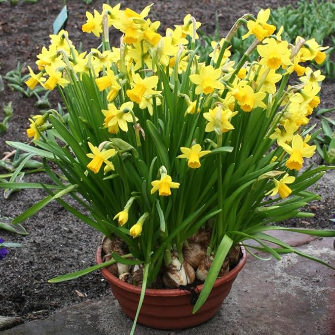 Tete A Tete Daffodil Flower Bulbs Jumbo Pack - 50 Bulbs per Pack - Deer Resistant - Good as Cut Flowers - Good for Indoor Forcing - Grows Well in Containers - Naturalizing - Perennializing