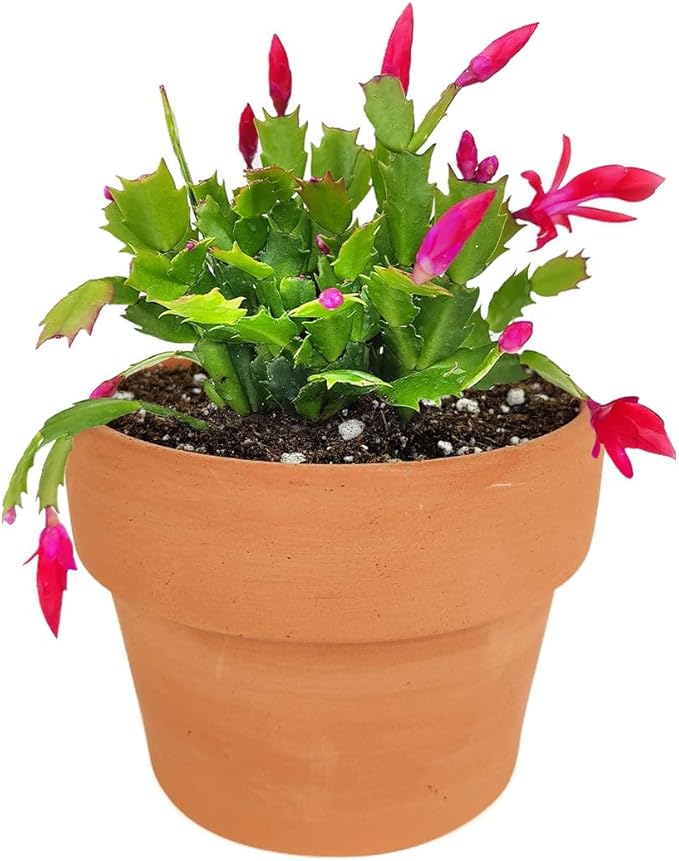 Christmas Cactus Thanksgiving Cactus (4 inch + Clay Pot) - Red/Pink/White Zygocactus - Holiday Decorating with Cacti and Succulents - Christmas Gift Ideas 2025