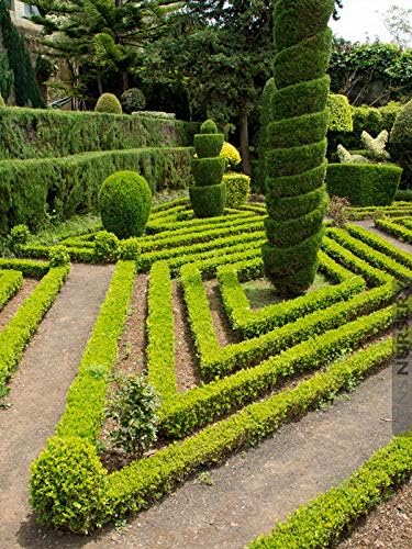 Japanese Boxwood | 1 Live 4 Inch Pot | Buxus Microphylla | Formal Evergreen Low Maintenance Hedge Plants