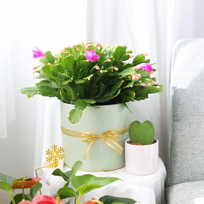 Christmas Cactus Thanksgiving Cactus (6 inch + Plastic Pot) - Red/Pink/White Zygocactus - Holiday Decorating with Cacti and Succulents - Christmas Gift Ideas 2025
