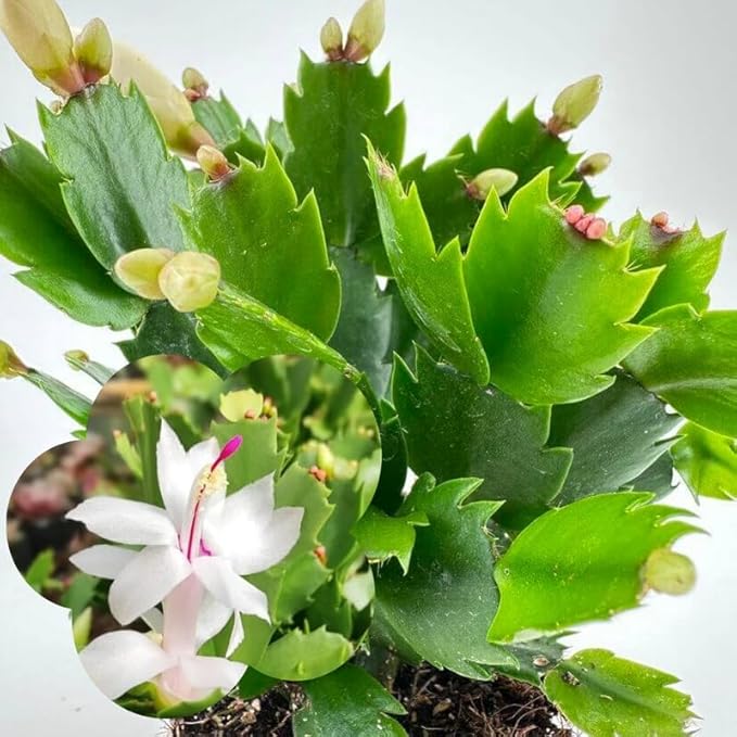 Thanksgiving Cactus Live Plant in 4" Pot, Holiday Christmas Cactus Plants Live, Winter Bloom, Indoor Planting, Ready to Blooms (White)