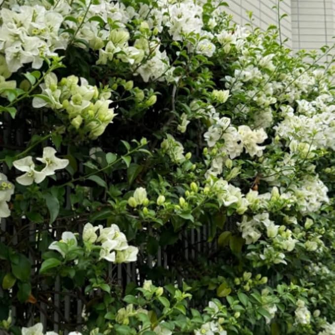 2 Bougainvillea Plants Live, Trailing Flowering Vines, 5-9” Tall, Well-Rooted Bougainvillea Trees for Outdoor Garden or Patio (White Bougainvillea)