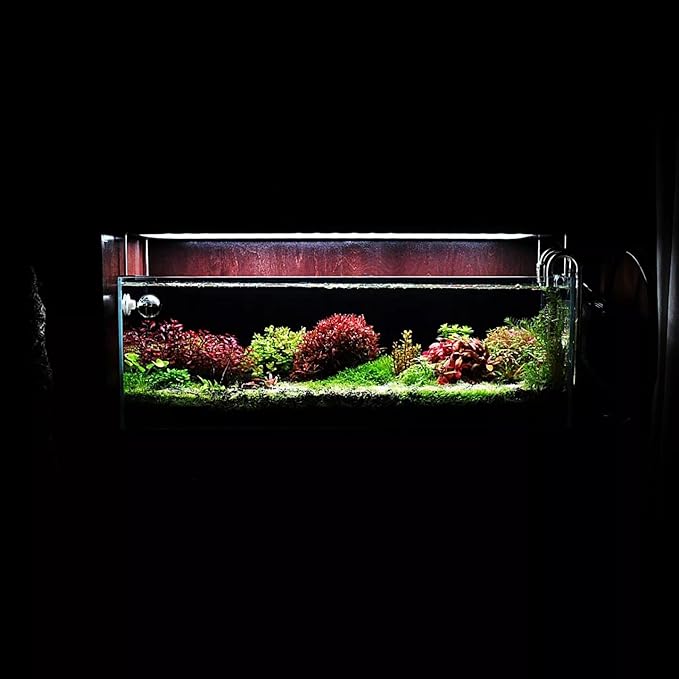SubstrateSource Live Aquarium Stem Plants - Freshwater Aquatic Plant for Fish Tanks, Aquascaping - (Bacopa Monnieri Moneywort, 1 Bunch)