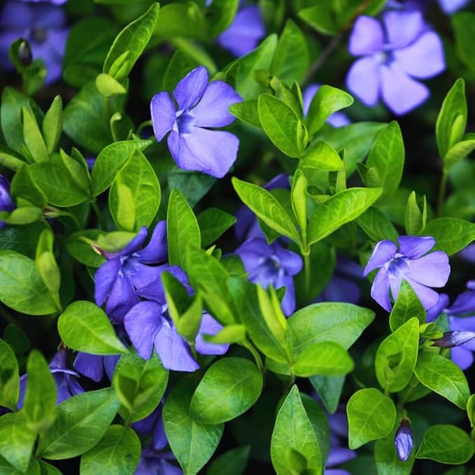 250 Vinca Plants, Vinca Minor Ground Cover Plants Periwinkle Plant Live, 8 to 10 Inc Tall, Vinca Well Rooted for Garden