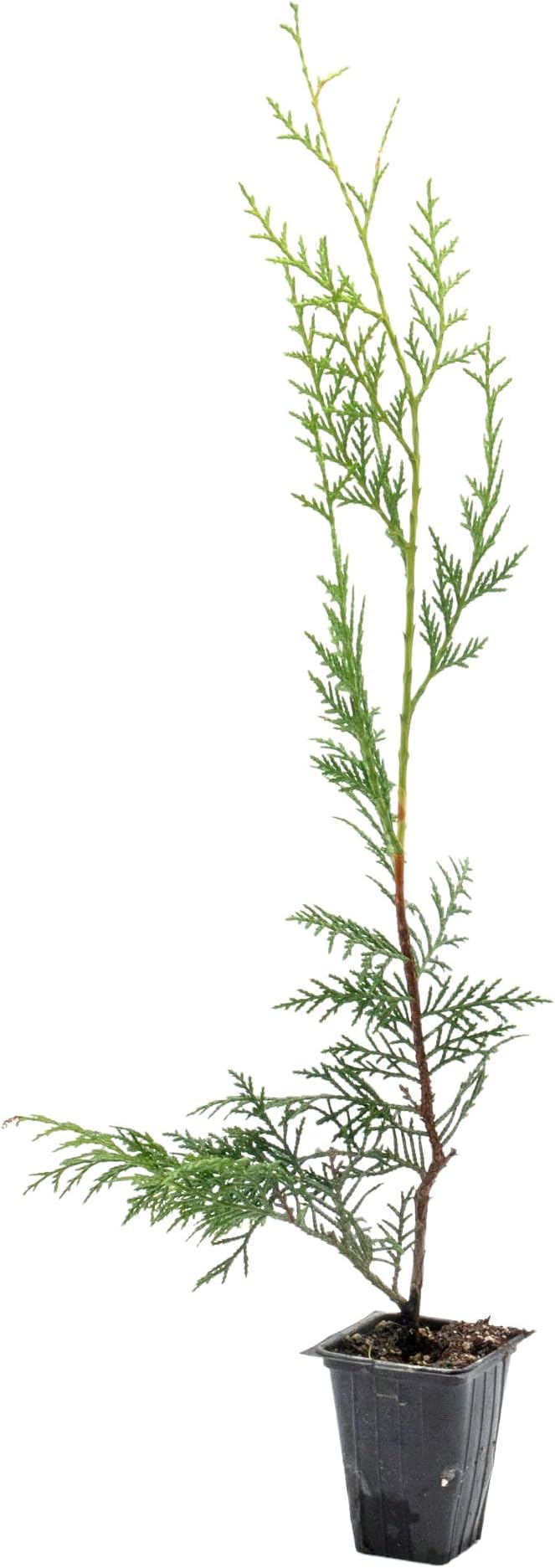 1 Murray Leyland Cypress in 3.5” Nursery Cubes (Cupressocyparis leylandii ‘Murrayii’) | Fast-Growing Evergreen Conifer Tree for Privacy Screens, Windbreaks & Borders | Ready-to-Plant