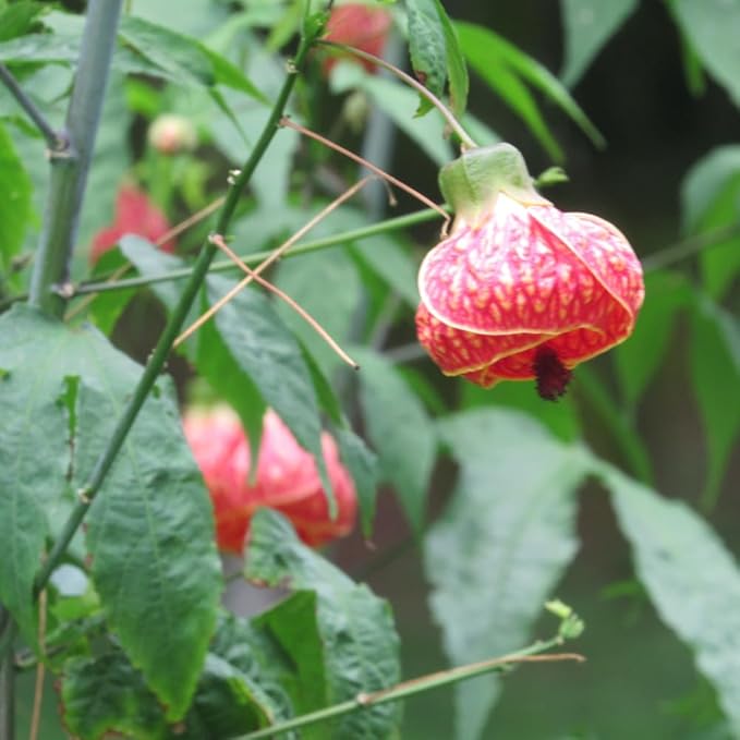 2 Abutilon Plants 5-9 Inches Tall - Lantern Trees Perfect for Enhancing Your Indoor and Outdoor Garden - Trailing Hanging Flower Vine (Pink Abutilon)