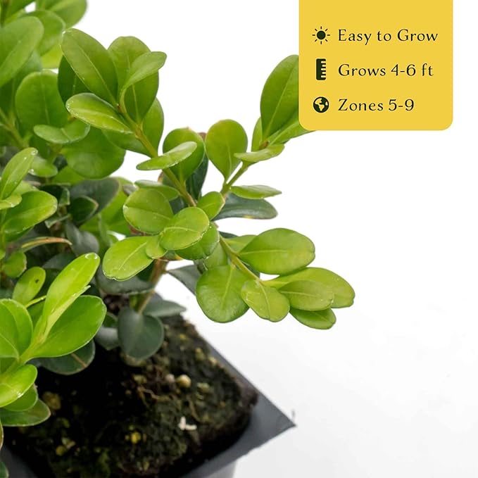 3 Winter Gem Boxwood in 2.5” Nursery Cubes (Buxus microphylla VAR. Japonica) | Evergreen Shrub for Hedges, Borders & Topiary | Ready-to-Plant Live Starter Plants