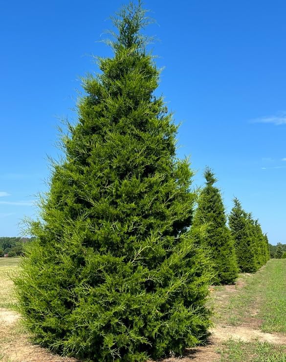 Eastern Red Cedar Tree - 10-16" Tall Live Plant - Quart Pot - Redcedar Juniper Evergreen Seedling - Juniperus virginiana