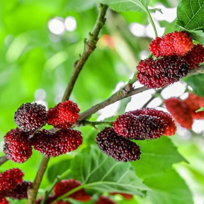 Mulberry Tree Live Plant, 5 to 8 Inch Tall, Sweet Mulberry Plant Live Seedling, No Pot, Edible Mulberries Fruit Tree Plant (Red Mulberry)