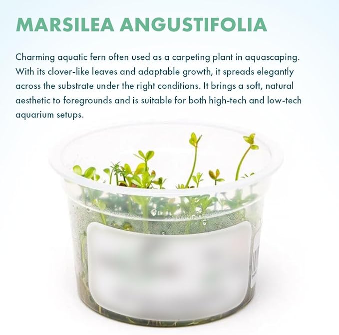 SubstrateSource Live Plant - Narrow-Leaf Nardoo (Marsilea angustifolia) - Foreground Carpet, Snail-Free in Vitro Aquarium Plant - Tissue Culture