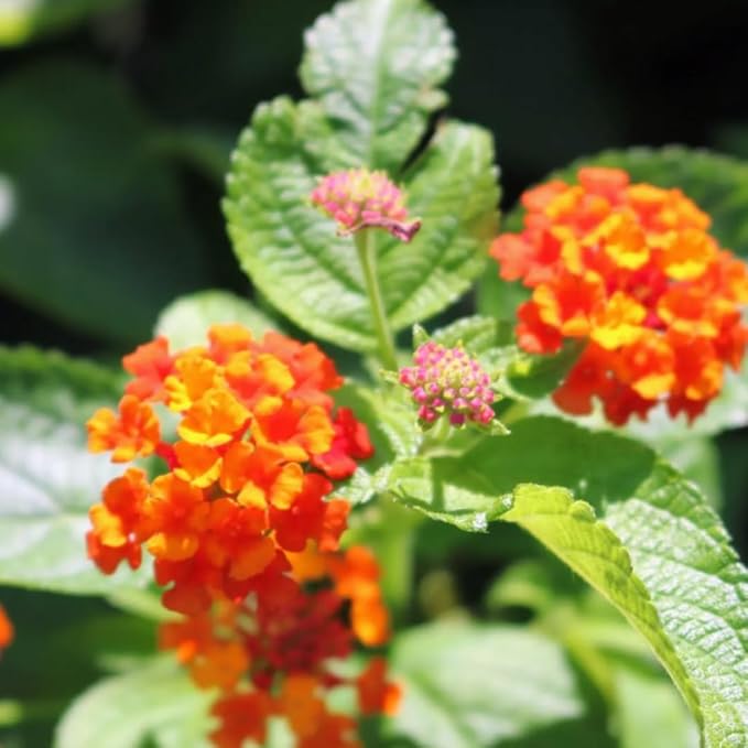2 Trailing Lantana Plants Live, Lantana Live Plants for Planting Outdoors Between 5 and 7 Inc Long Garden (Orange)