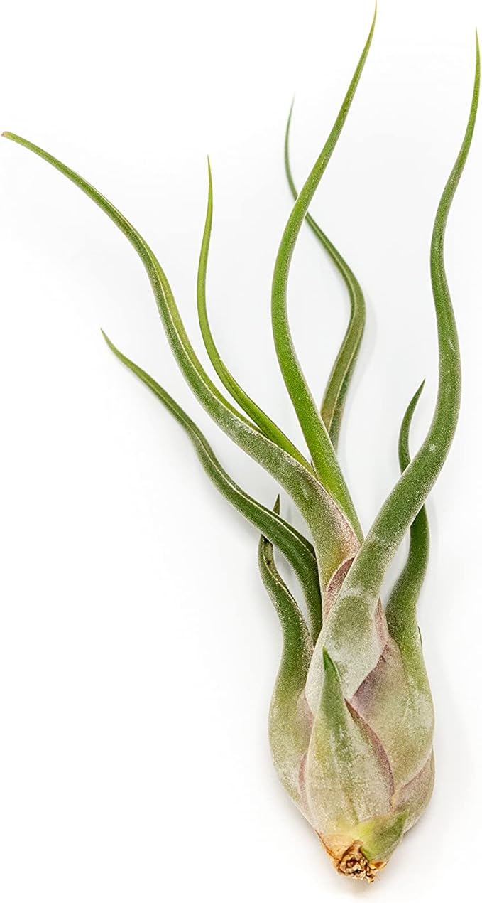 Tillandsia Caput Medusae Air Plants - Live Succulent House Plants - Available in Wholesale and Bulk - Home and Garden Decor - Easy Care Indoor/Outdoor Air Plant (Pack of 5)