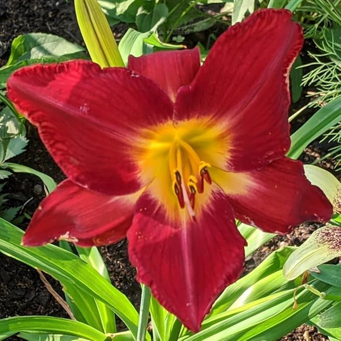 3 Red Daylily Bulbs for Planting, Reblooming Daylilies Bulbs, Perennial Flowers Bulbs