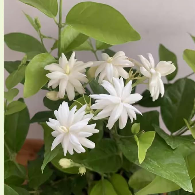 2 Jasmine Plants Live, Jasmine Flower Plant Indoors Outdoors, Climbing Vine Plant, 5 to 8 Inc Tall