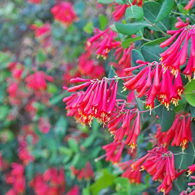 2 Mix Honeysuckle Plants Live, Fragrant Honeysuckle Climbing Vine for Garden, Trellis, or Fence, Starter Plugs 4-8 Inch (Red Blooms)