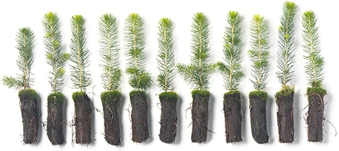 Norway Spruce Tree Seedlings Plugs | 6"-12" | Arbor Day Foundation (10-Pack)