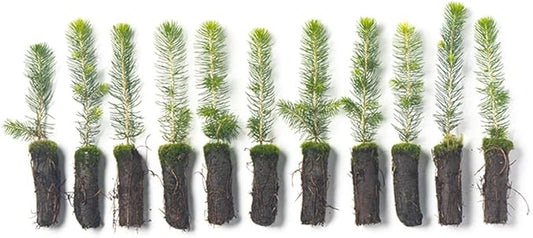 Norway Spruce Tree Seedlings Plugs | 6"-12" | Arbor Day Foundation (10-Pack)