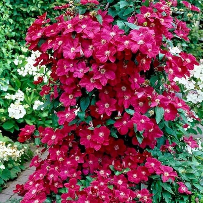 Red Clematis Vine Plants Live in Pot, 8 Months Old Seedlings Climbing Flowering, Outdoor Trellis Fences, Cold Hardy