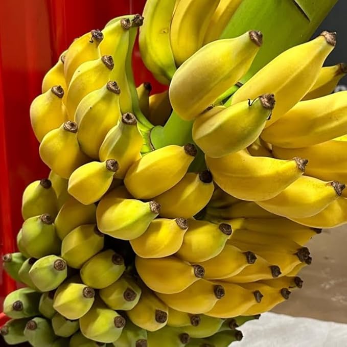 Dwarf Cavendish Banana Plant Live for Planting, Banana Trees Live Plants for Outdoor Indoor Planting, Cold Hardy, 4-7" in Tall, No Pot, Musa Plant
