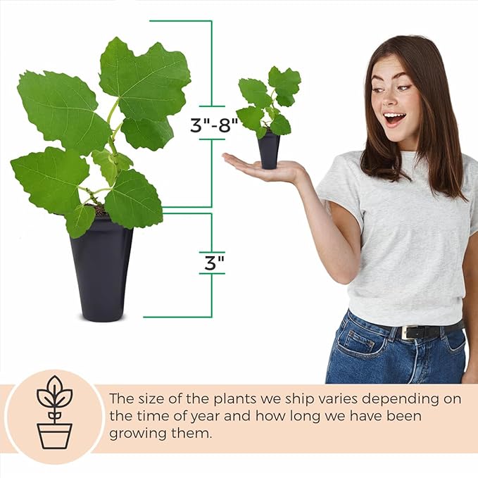 Fig Tree Celeste Live for Sale (4 Pack) | Easy to Grow Plants | Edible Fruit Plant for Sustainable Living | Grow Your own Food on Your Edible Organic Garden| Live for Planting| No Seeds