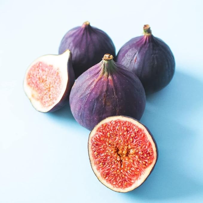 Fig Tree Violette de Bordeaux Live for Sale (4 Pack) | Easy to Grow Plants | Edible Fruit Plant for Sustainable Living | Grow Your own Food on Your Edible Organic Garden| Live for Planting| No Seeds