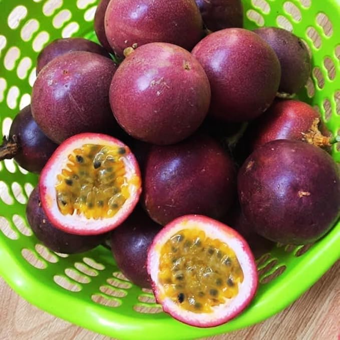 Live Passionfruit Plant Vine - 6 to 8 Inches Tall, Hardy and Fruit-Bearing, Purple Passion Fruit Tree Live Plant, for Planting Home Gardens and Containers