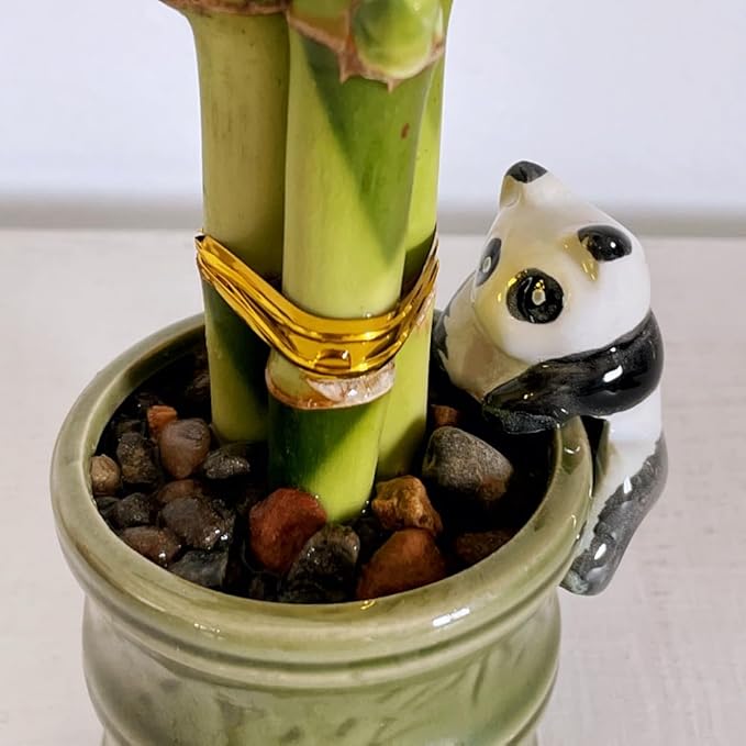 Coop & Harp Small Lucky Bamboo Live Indoor Plant with Ceramic Vase, Live Indoor Lucky Bamboo for Home, Office and Gift (Panda)