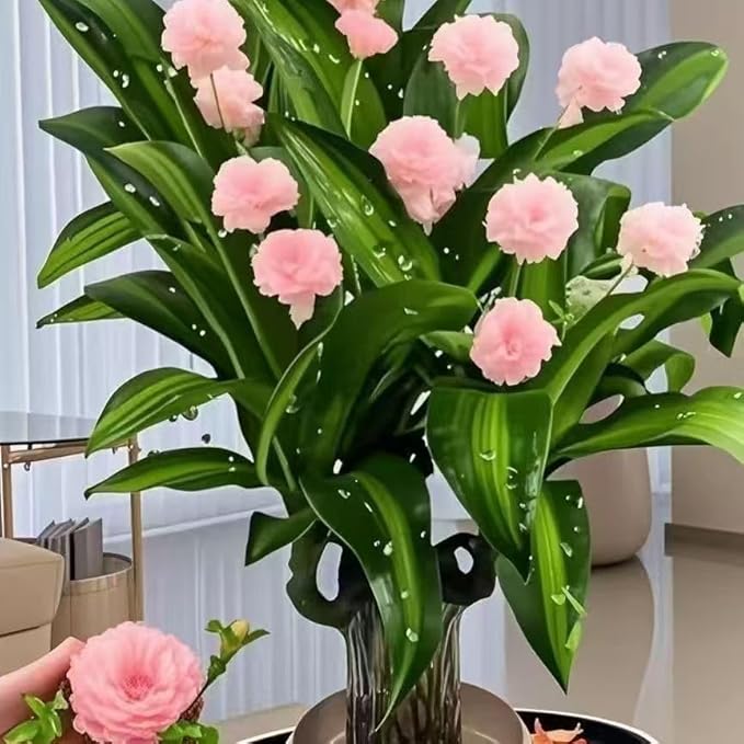 Brazilian Lucky Wood Plant, Brazilian Wood with Energy Crystals, Low-Light Office, Bedroom Decor, Home Good Luck Decor (Two Little People)