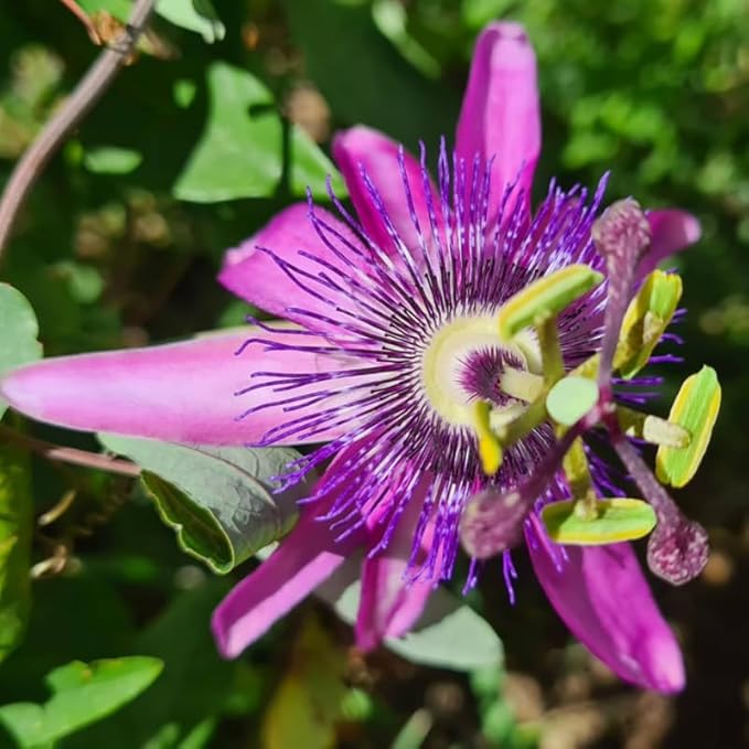 Passion Flower Plant Live, 5 to 8 Inch Tall Passiflora Vine, Fragrant Climbing Plant for Garden or Trellis, No Pot, Well-Rooted (Lavender Passion Flower)