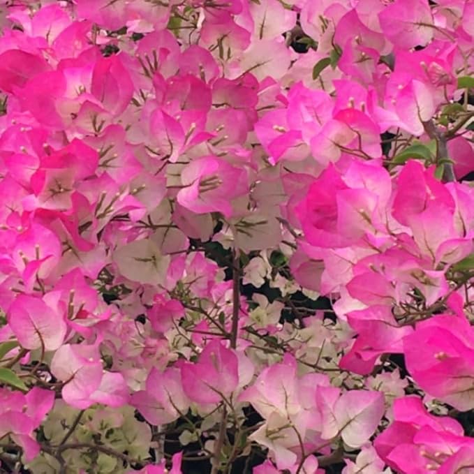 2 Bougainvillea Plants Live, Trailing Flowering Vines, 5-9” Tall, Well-Rooted Bougainvillea Trees for Outdoor Garden or Patio (White Pink Bougainvillea)