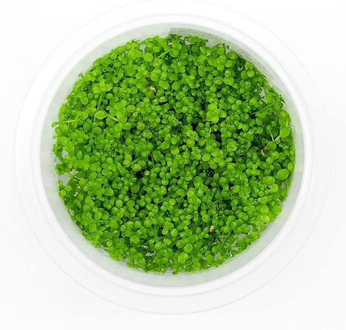 SubstrateSource Live Plant - Dwarf Baby Tears Hemianthus Callitrichoides Live Aquarium Plant Tissue Culture Cup - 100% Snail Free in Vitro (Dwarf Baby Tears)