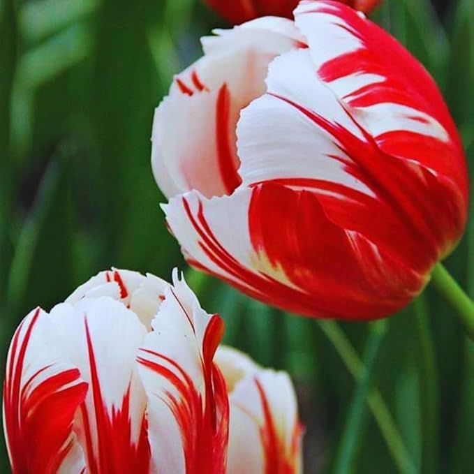15 Red Tulip Bulbs for Fall Planting, Tulip Spring Flower Bulbs Perennial Outdoor, Colorful Blooms Groundcover Bulb