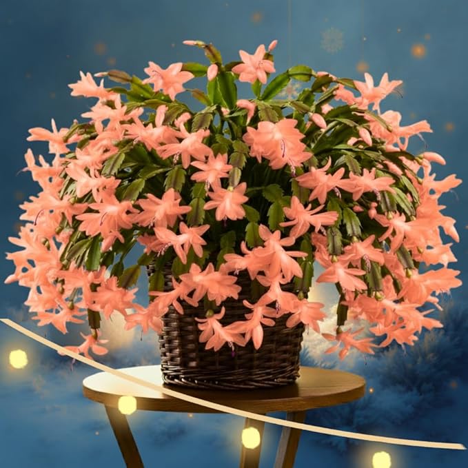 Thanksgiving Cactus Plants Live in 4" Pot, Holiday Christmas Cactus, Colorful Indoor Houseplant, Zygocactus Like, Ready to Bloom (Light Orange or Salmon)