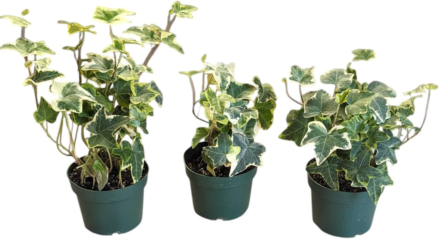 Gold Child English Ivy Plants, 3-Pack, 4" Pots