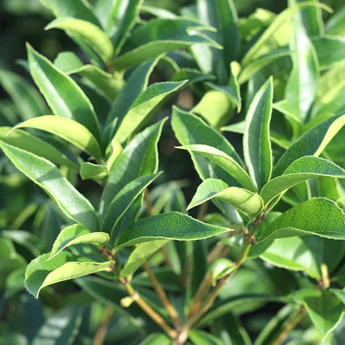 PERFECT PLANTS Tea Olive 3 Gallon