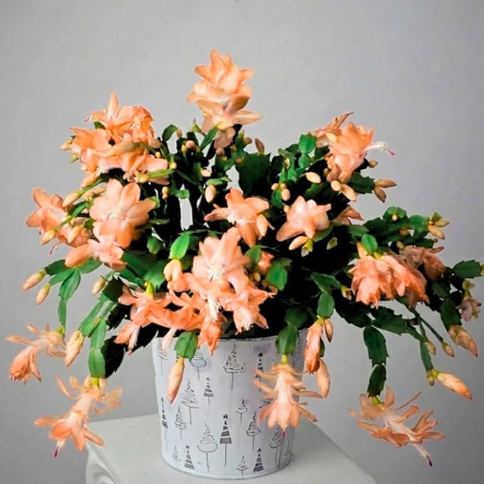 Thanksgiving Cactus Live Plant in 4" Pot, Holiday Christmas Cactus Plants Live, Winter Bloom, Indoor Planting, Ready to Blooms (Peachy Yellow)