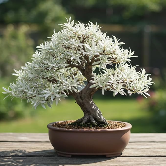 Live Dwarf White Willow Bonsai Tree - Fast Growing, Indoor/Outdoor Bonsai Material