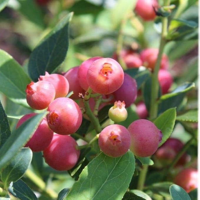 Pink Lemonade Blueberry Plant Live for Planting, 4-8 Inch Tall Starter Plant, Hardy Blueberry Bush for Garden or Patio