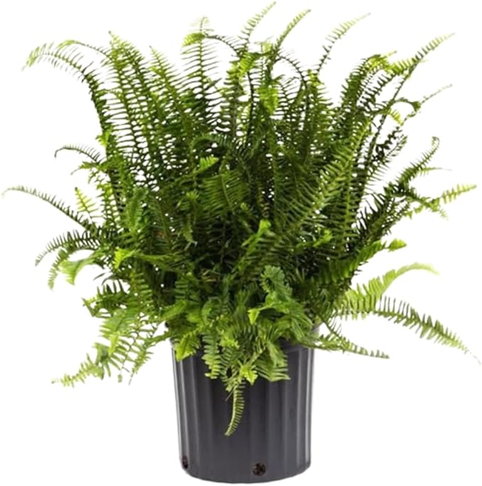 American Plant Exchange Kimberly Queen Fern – 10-Inch Pot – Live Air Purifying Upright Fern, Easy Care Houseplant for Indoor Planters, Outdoor Baskets, or Patio Decor