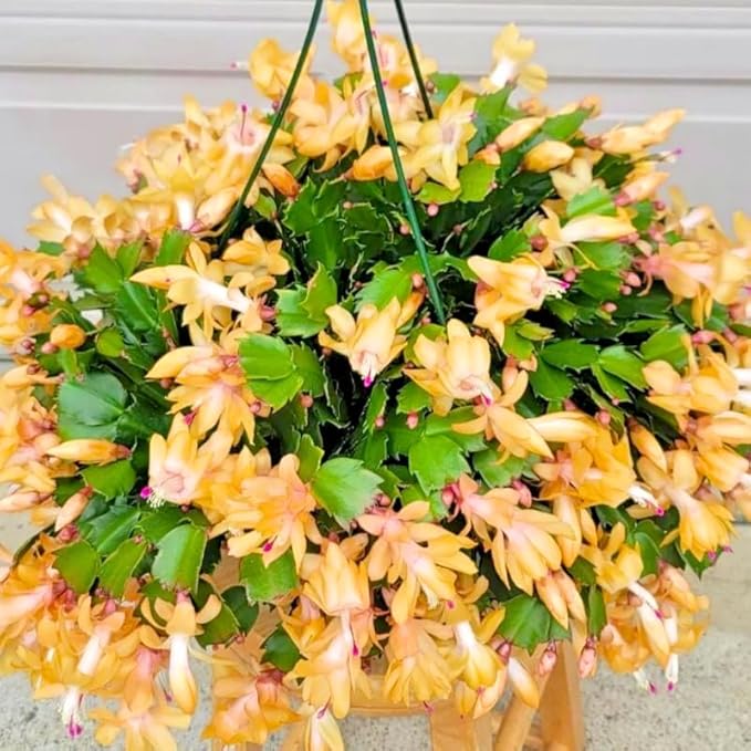 Set 2 Christmas Cactus Plants Live, Hanging Baskets Houseplants, Holiday Cactus Indoor Plants Live Well-Rooted 4-9" Tall, No Pot (Yellow)