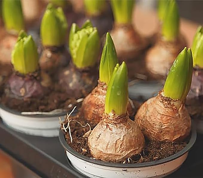 Marde Ross & Company 5 Cotton Candy Hyacinth Bulbs - Luscious Whisper Pink, 16-17 cm, Zones 4-10 (Pre-Chilling Required for Zones 8-10)